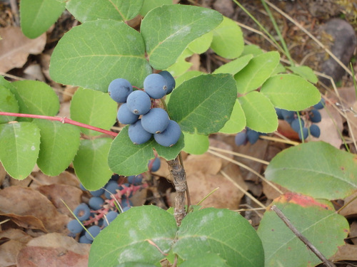 GDMBR: Huckleberries on NF-477, Montana.